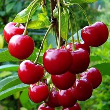 Heirloom Red Middle Sweet Cherry Fruits 6 PCS Seeds