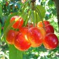 Heirloom Red Middle Sweet Cherry Fruits 6 PCS Seeds