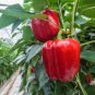 Heirloom Red Long Sharp Sweet Bell Pepper 20 PCS Seeds