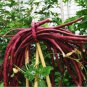 Heirloom Red Long Cowpea Vegetable Hybrid 15 PCS Seeds