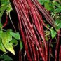 Heirloom Red Long Cowpea Vegetable Hybrid 15 PCS Seeds