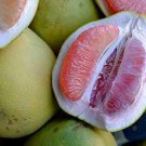 Heirloom Red Grapefruit Citrus maxima Hybrid 10 PCS Seeds Heirloom Red Grapefruit Citrus maxima Hybrid 10 PCS Seeds