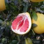 Heirloom Red Grapefruit Citrus maxima Hybrid 10 PCS Seeds