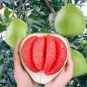 Heirloom Red Grapefruit Citrus maxima Hybrid 10 PCS Seeds