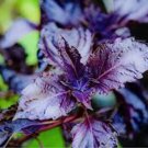 Heirloom Purple Basil (Ocimum Basilicum) 20 PCS Seeds Heirloom Purple Basil (Ocimum Basilicum) 20 PCS Seeds