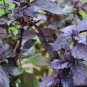 Heirloom Purple Basil (Ocimum Basilicum) 20 PCS Seeds