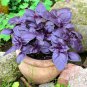Heirloom Purple Basil (Ocimum Basilicum) 20 PCS Seeds