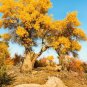 Heirloom Populus Euphratica 50 PCS Seeds