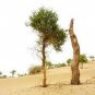 Heirloom Populus Euphratica 50 PCS Seeds