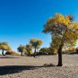 Heirloom Populus Euphratica 50 PCS Seeds