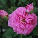 Heirloom Pink Rose Bush Flower 50 PCS Seeds Heirloom Pink Rose Bush Flower 50 PCS Seeds
