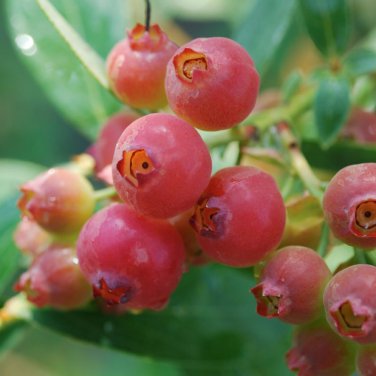 Heirloom Pink Mountain Berry Sweet Lemon Flavoured Berry 40 PCS Seeds