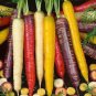 Rainbow Yellow White Purple Orange Red Carrot Vegetable Mixed 100 PCS Seeds