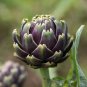 Heirloom Purple Headed Artichoke Organic Vegetables 4 PCS Seeds