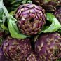 Heirloom Purple Headed Artichoke Organic Vegetables 4 PCS Seeds