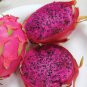 Heirloom Purple Dragon Fruit 50 PCS Seeds