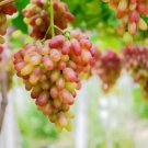 Heirloom Pink Hongti Grape Organic 15 PCS Seeds
