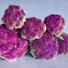 Heirloom Purple Red Water Lily 1 PCS Seeds Heirloom Purple Red Water Lily 1 PCS Seeds