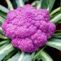 Heirloom Purple Red Water Lily 1 PCS Seeds
