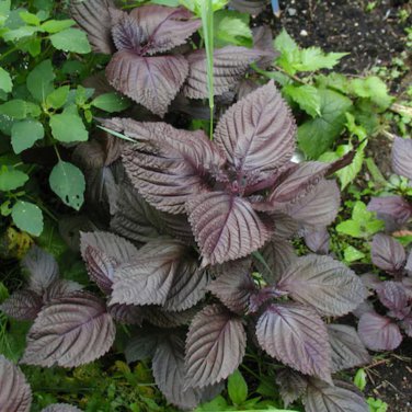 Heirloom Purple Perilla 100 PCS Seeds