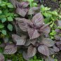 Heirloom Purple Perilla 100 PCS Seeds