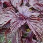 Heirloom Purple Perilla 100 PCS Seeds