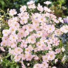 Heirloom Pink Gypsophila Baby's-breath Cut Flower 60 PCS Seeds Heirloom Pink Gypsophila Baby's-breath Cut Flower 60 PCS Seeds