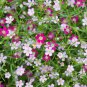 Heirloom Pink Gypsophila Baby's-breath Cut Flower 60 PCS Seeds
