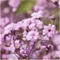 Heirloom Pink Gypsophila Baby's-breath Cut Flower 60 PCS Seeds