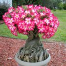 Heirloom Pink Desert Rose Adenium with Yellow Eye 2 PCS Seeds Heirloom Pink Desert Rose Adenium with Yellow Eye 2 PCS Seeds