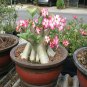 Heirloom Pink Desert Rose Adenium with Yellow Eye 2 PCS Seeds