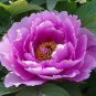 Heirloom Purple Chinese Peony Flower 5 CS Seeds