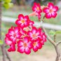 Heirloom Pink Desert Rose Adenium 2 PCS Seeds