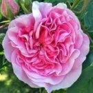 Heirloom Pink Damask Rose Bush Flower 50 PCS Seeds