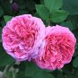 Heirloom Pink Damask Rose Bush Flower 50 PCS Seeds
