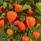 Physalis alkekengi Yellow Chinese Lantern Bladder Cherry Big Fruit 250 PCS Seeds