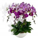 Heirloom Phalaenopsis Moth Orchid Perennial Bonsai 100 PCS Seeds