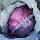 Heirloom Purple Cabbage Organic Vegetables 30 PCS Seeds Heirloom Purple Cabbage Organic Vegetables 30 PCS Seeds