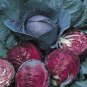 Heirloom Purple Cabbage Organic Vegetables 30 PCS Seeds