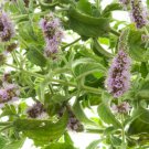 Heirloom Perfume Mint Mentha Arvensis Wild Mint Herbs 25 PCS Seeds Heirloom Perfume Mint Mentha Arvensis Wild Mint Herbs 25 PCS Seeds