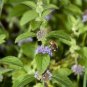 Heirloom Perfume Mint Mentha Arvensis Wild Mint Herbs 25 PCS Seeds