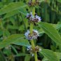 Heirloom Perfume Mint Mentha Arvensis Wild Mint Herbs 25 PCS Seeds