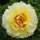 Heirloom Peony Yellow Series 5 PCS Seeds Heirloom Peony Yellow Series 5 PCS Seeds