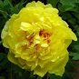 Heirloom Peony Yellow Series 5 PCS Seeds