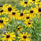Heirloom 'Paradoxa' Yellow Spider Echinacea purpurea 100 PCS Seeds