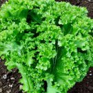 Heirloom Organic Green Leaf Mustard Brassica juncea Vegetables 30 PCS Seeds Heirloom Organic Green Leaf Mustard Brassica juncea Vegetables 30 PCS Seeds