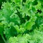 Heirloom Organic Green Leaf Mustard Brassica juncea Vegetables 30 PCS Seeds