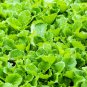 Heirloom Organic Green Leaf Mustard Brassica juncea Vegetables 30 PCS Seeds