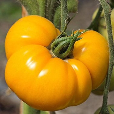 Heirloom Organic Yellow Truss Tomato Middle-sized Fruits Tasty 100 PCS Seeds