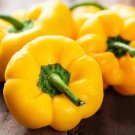 Heirloom Organic Green Bell Sweet Pepper 40 PCS Seeds